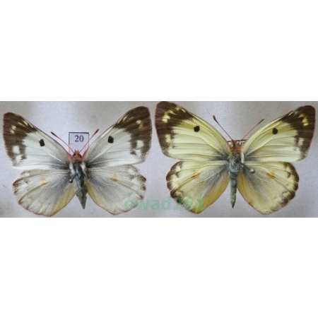 Colias hyale (Linnaeus, 1758) pair Szlaczkoń siarecznik Czech20